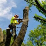 Professional Tree Removal Companies in North Shore Sydney