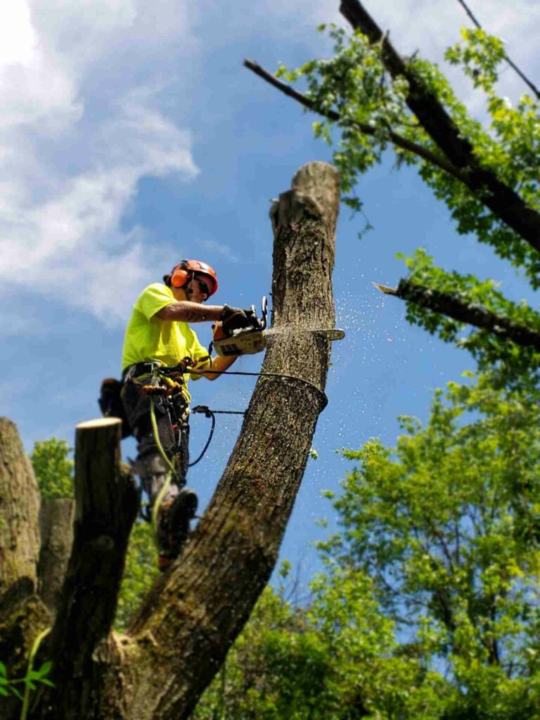 Tree-removal