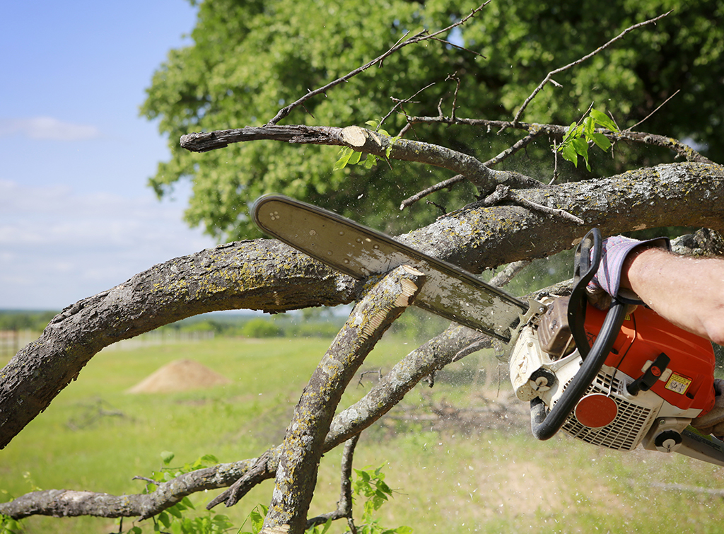 Tree-removal cost