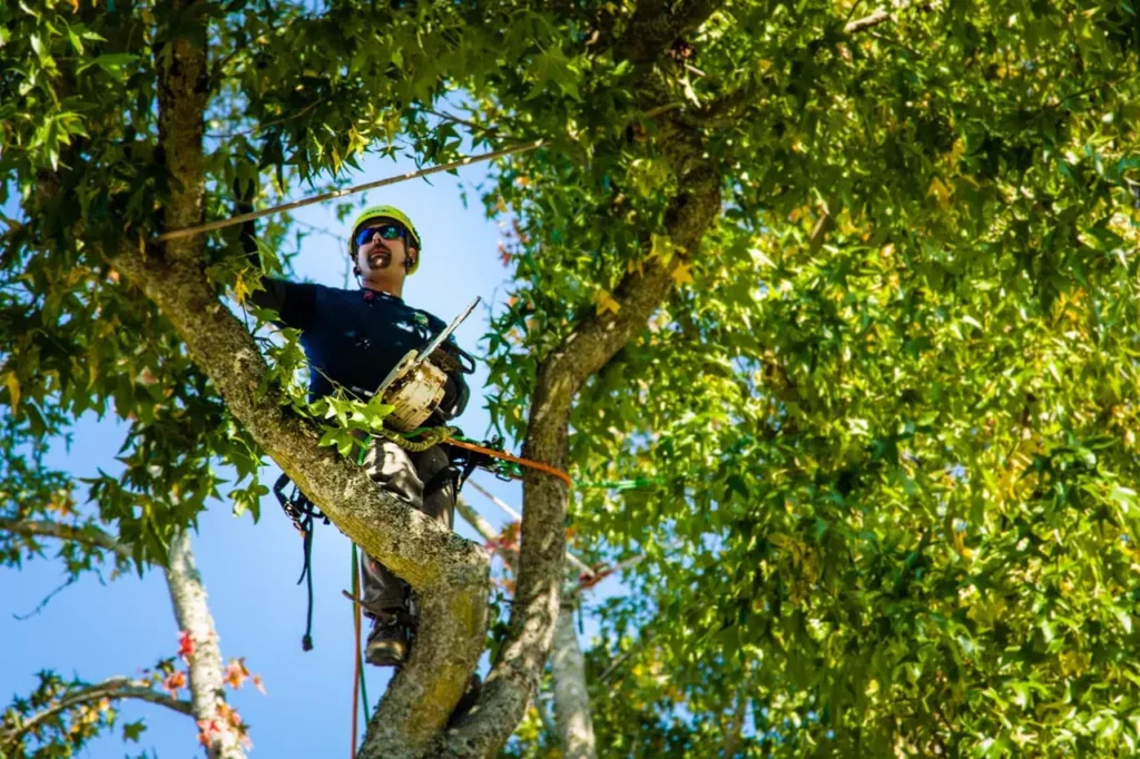 Tree-removal